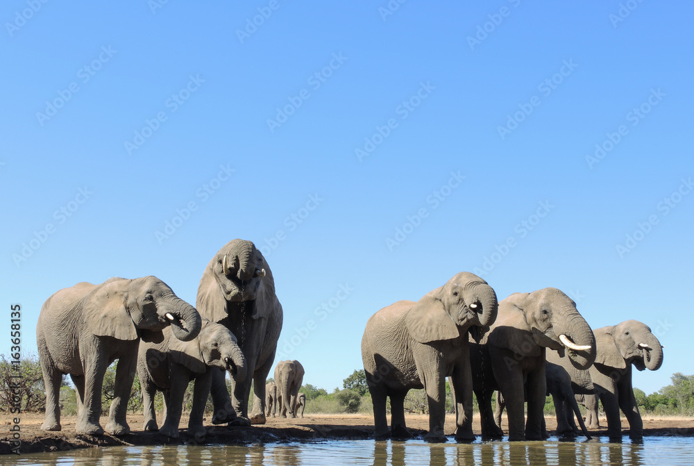 Obraz premium Elefant