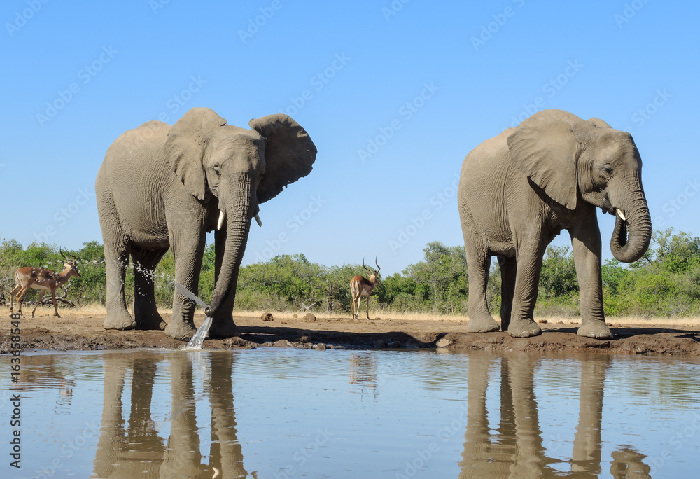 Fototapeta premium Elefant