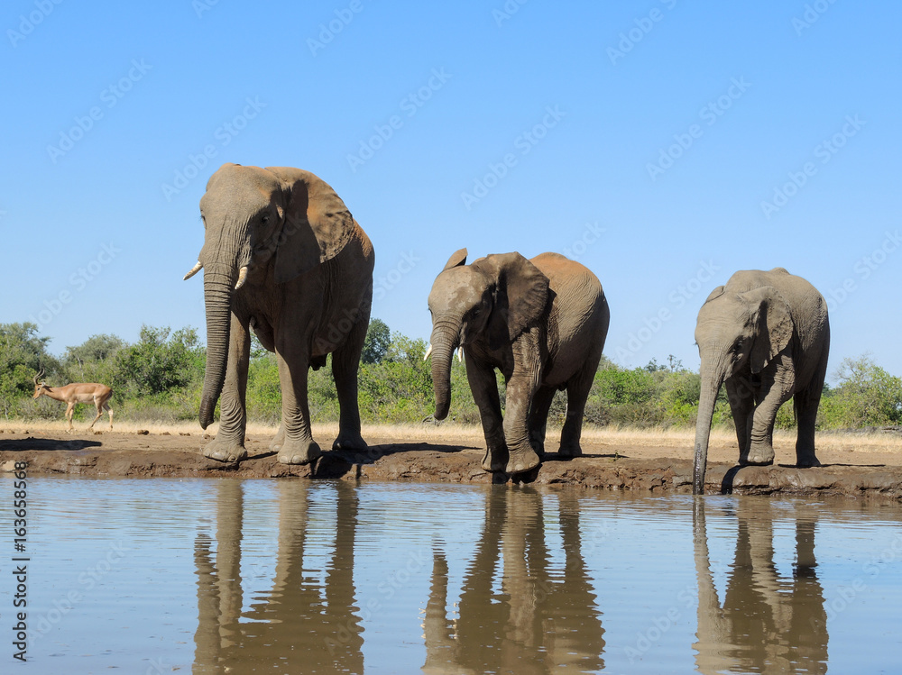 Fototapeta premium Elefant