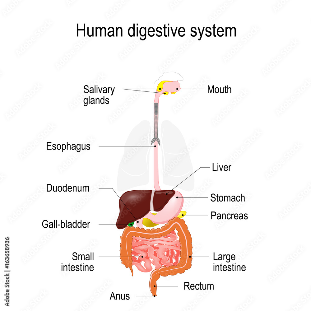 Naklejka premium human digestive system