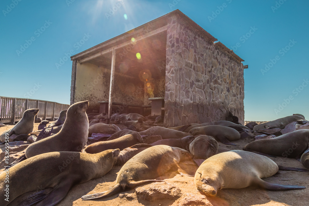 Fototapeta premium Cape Cross seal colony in Namibia, Africa. Natural Real Lens Flare Effect