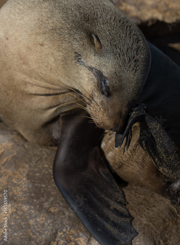 Close up of seal at Cape Cross Namibia Africa