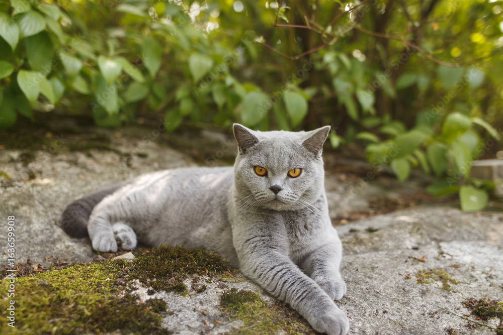 Gray British cat lying outside Gray British cat lying outside