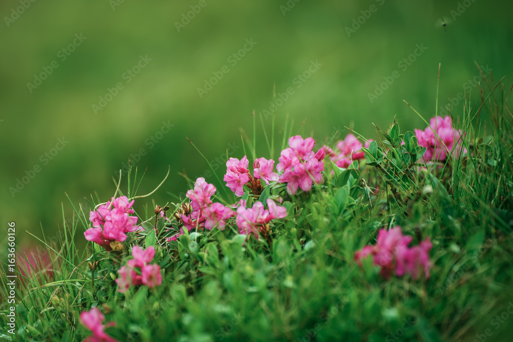 Pink rhododendron flowers growing in mountains, nature floral background Pink rhododendron flowers growing in mountains, nature floral background