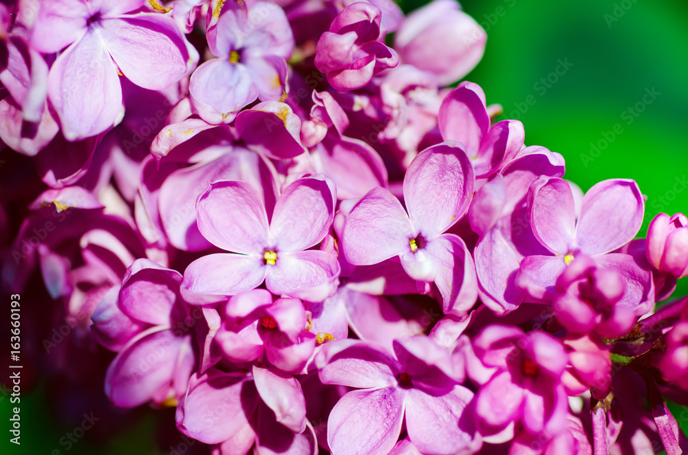 Macro image of spring soft violet lilac flowers, natural seasonal floral background. Macro image of spring soft violet lilac flowers, natural seasonal floral background.