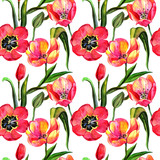 Wildflower tulip flower pattern in a watercolor style. Full name of the plant: tulip. Aquarelle wild flower for background, texture, wrapper pattern, frame or border.