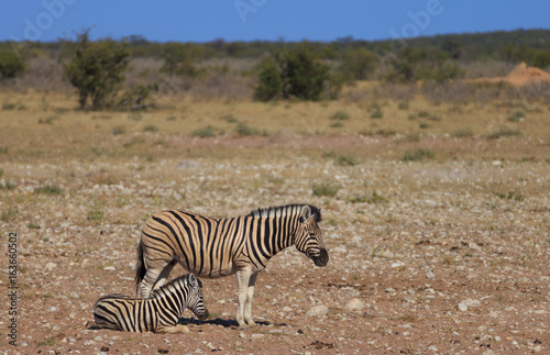 Zebras in Etosha national park Namibia  Africa