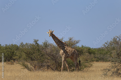 Giraffes (Giraffa Camelopardalis) walking over flat open plains. Etosha National Park (Namibia)