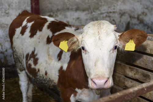 Wallpaper Mural Cows and calfs in the stable Torontodigital.ca