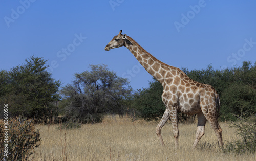 Giraffes (Giraffa Camelopardalis) walking over flat open plains. Etosha National Park (Namibia)