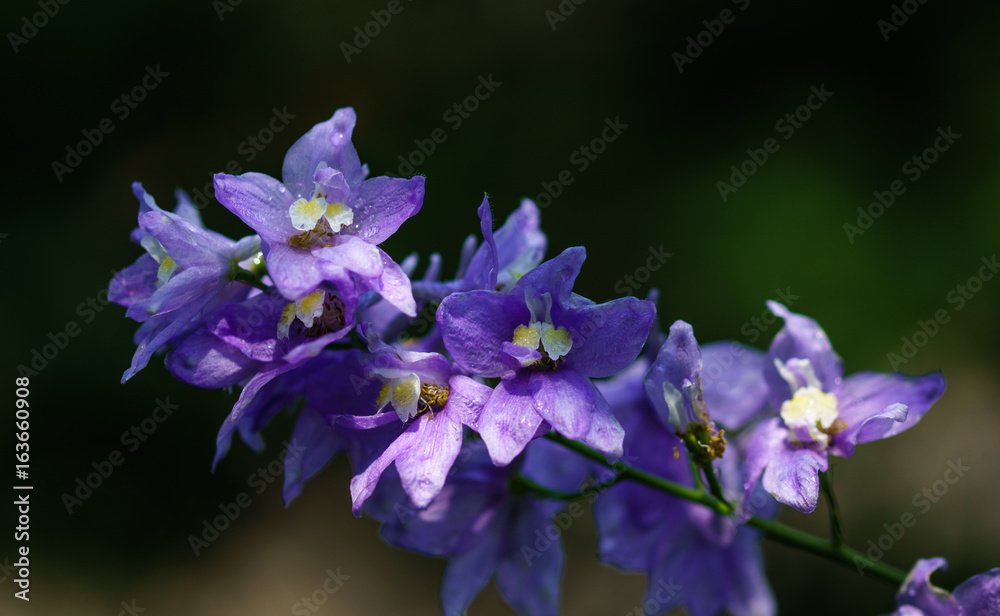 Blume