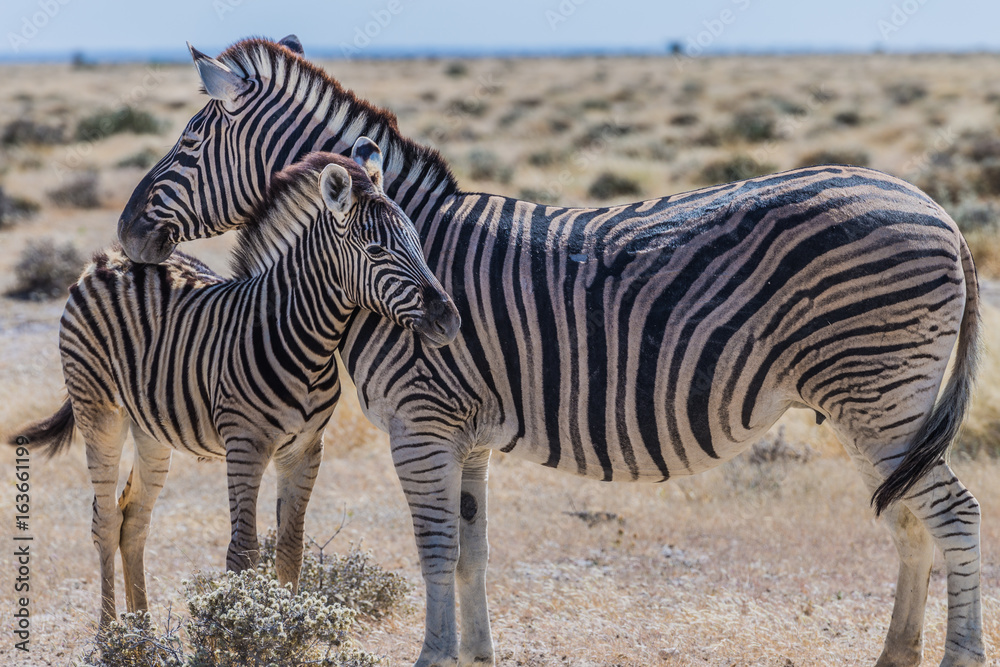 Zebras in Etosha national park Namibia, Africa Zebras in Etosha national park Namibia, Africa