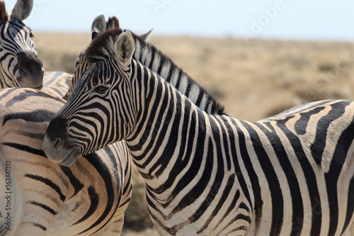 Zebras in Etosha national park Namibia  Africa