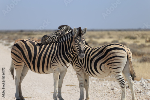 Zebras in Etosha national park Namibia, Africa