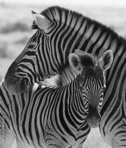 Zebras in Etosha national park Namibia, Africa.  Black and white picture.