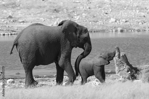 Baby elephant and big elephant in the savannah of the Etosha national park in Namibia. Black and white picture.
