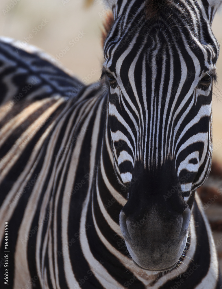 Naklejka premium Zebra