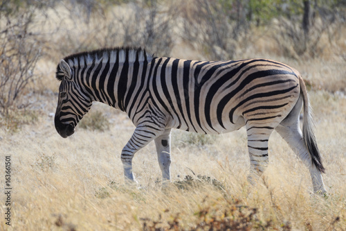Zebra at Etosha National Park, Namibia, Africa