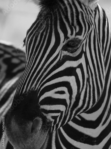 White and black striped Zebra head closeup