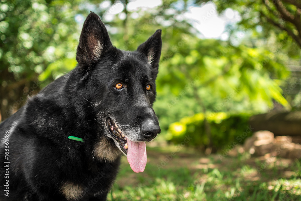German Shepherd Jessie German Shepherd Jessie