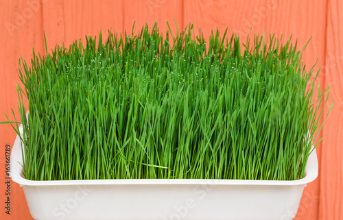Wheatgrass is a food prepared from the cotyledons of the common wheat plant