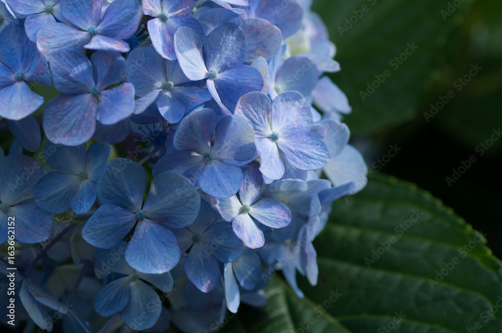 紫陽花 青 紫陽花 青