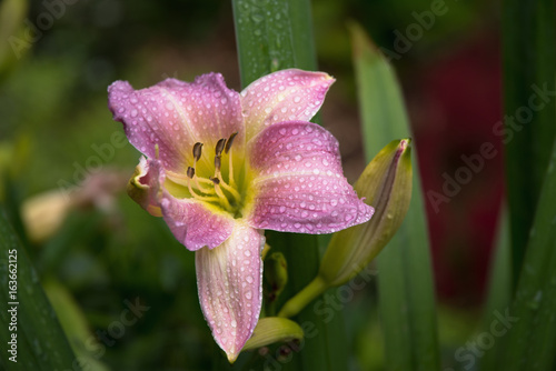 Blume im Tau