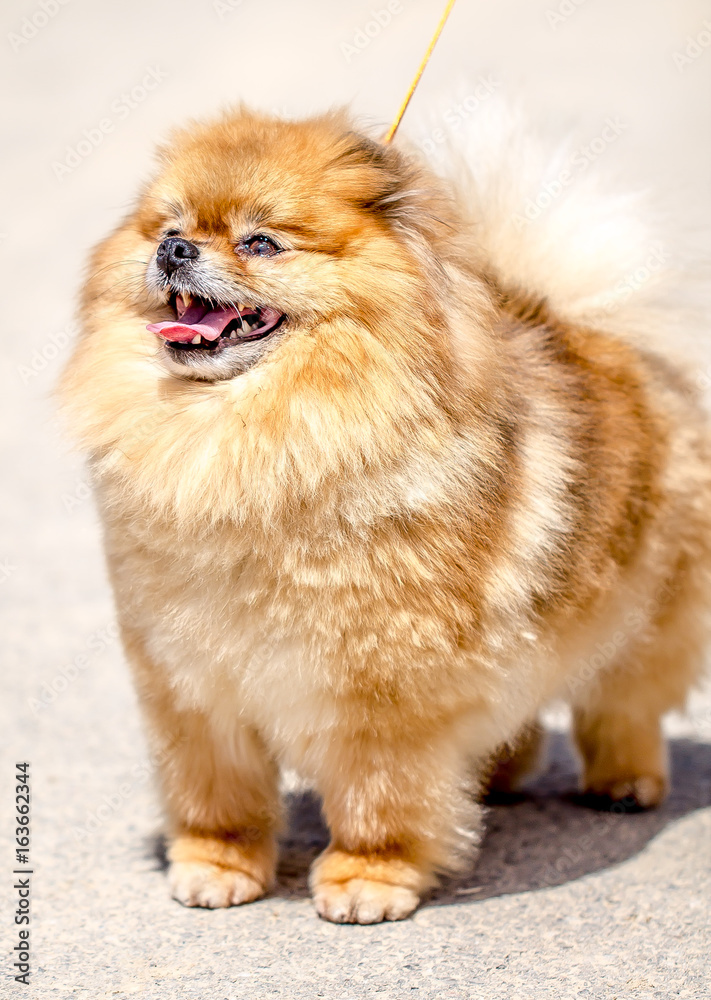 Obraz premium Dog Pomeranian Spitz