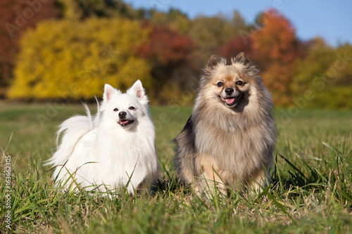 Portrait of nice two spitz