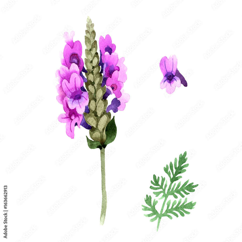 Fototapeta Wildflower lavender flower in a watercolor style isolated. Full name of the plant: lavender. Aquarelle wild flower for background, texture, wrapper pattern, frame or border.