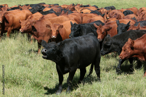 Fazenda de gado photo