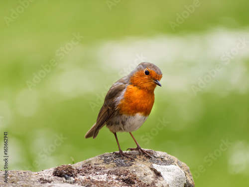 A curious little red robin (Erithacus rubecula) perched on a rock. Scotland, UK © Andras
