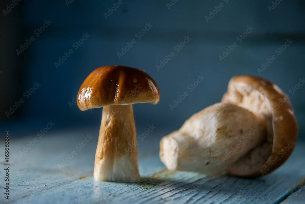Cep mushrooms on a white background