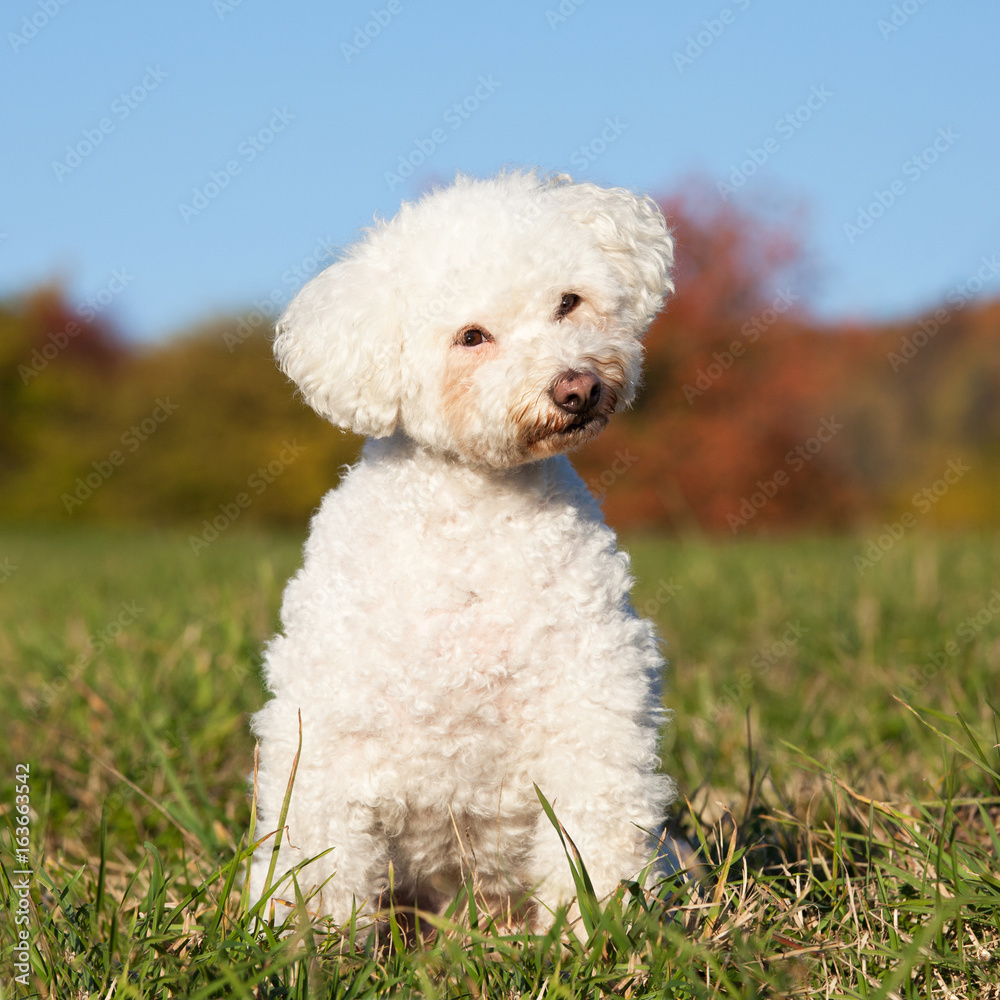 Portrait of nice bichon