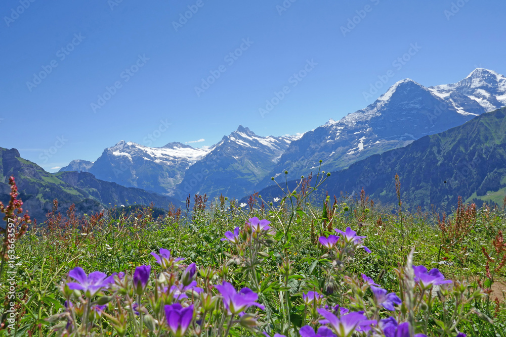 alpen: eiger, mönch und jungfrau, schweiz