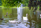 Flock of white mute swans and ducks