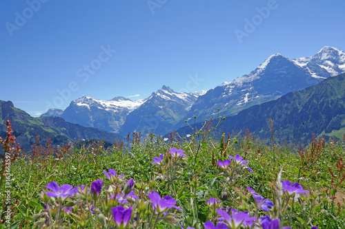 alpen: eiger, mönch und jungfrau, schweiz