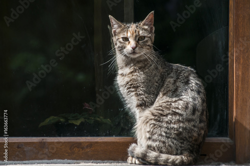 Canvas-taulu Gray tabby street cat on glass window background