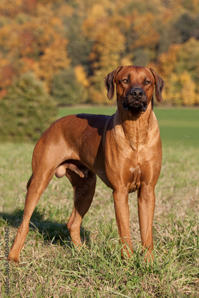 Portrait of nice rhodesian ridgeback