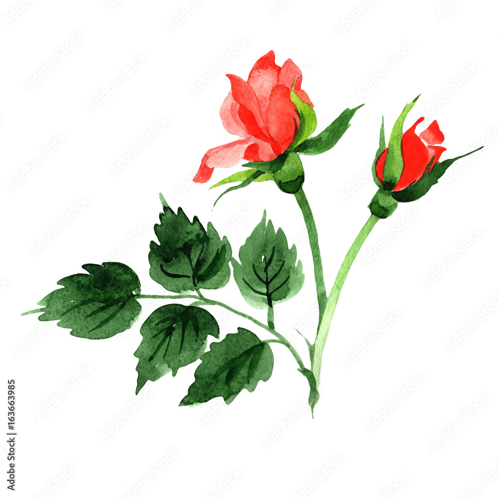 Wildflower roses flower in a watercolor style isolated. Full name of the plant: roses. Aquarelle wild flower for background, texture, wrapper pattern, frame or border. Wildflower roses flower in a watercolor style isolated. Full name of the plant: roses. Aquarelle wild flower for background, texture, wrapper pattern, frame or border.