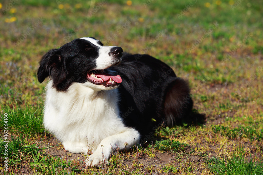 dog breed Border Collie