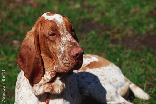 dog Bracco Italiano