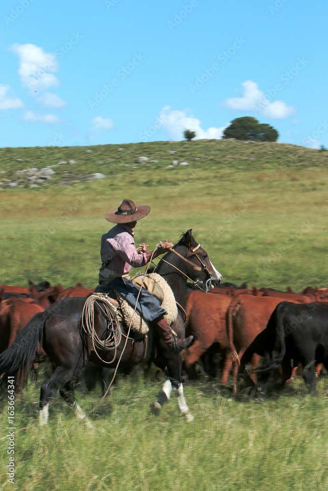 Obraz premium Fazenda de gado