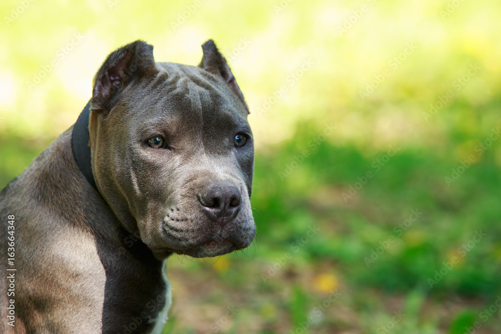 Blue American staffordshire terrier