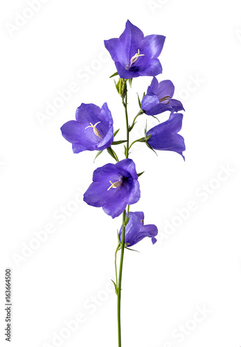 Foto Blue bell Flowers isolated on white background