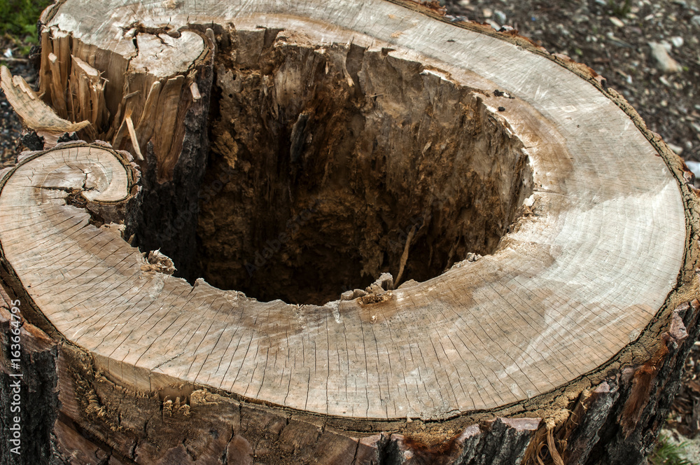 Log of cut old big tree with rotten core closeup Log of cut old big tree with rotten core closeup