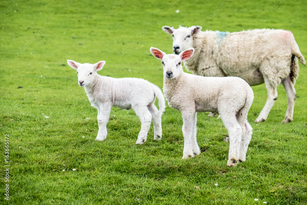 Obraz premium Sweet lambs dwelling in the green beautiful Scottish field