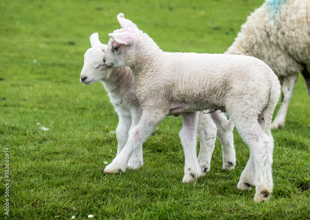 Sweet lambs dwelling in the green beautiful Scottish field Sweet lambs dwelling in the green beautiful Scottish field