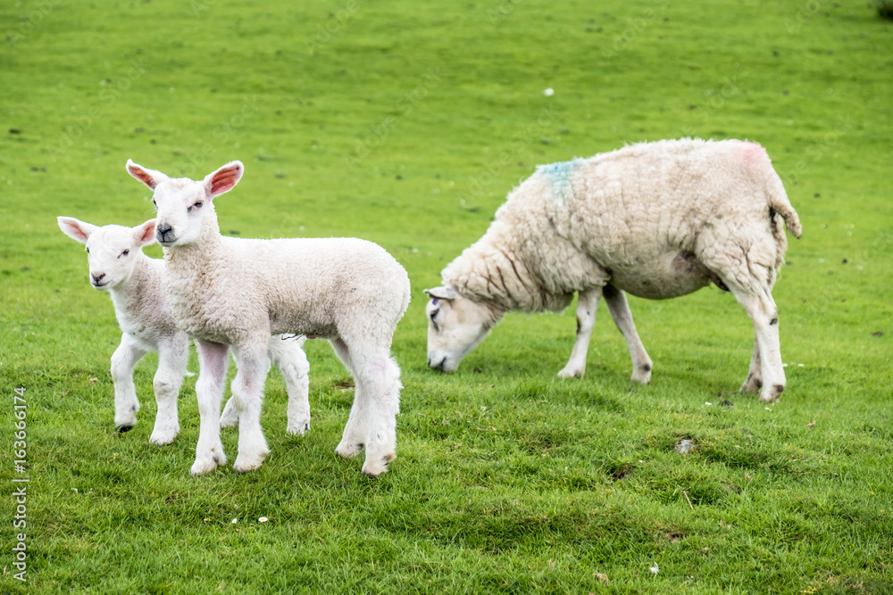 Obraz premium Sweet lambs dwelling in the green beautiful Scottish field