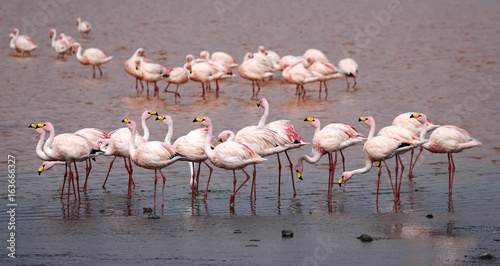Group of James Flamingos (Phoenicoparrus jamesi) at Laguna Colorada (Bolivia)